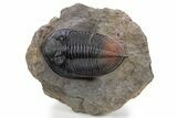 Zlichovaspis Trilobite With Red Tail - Atchana, Morocco #301713-5